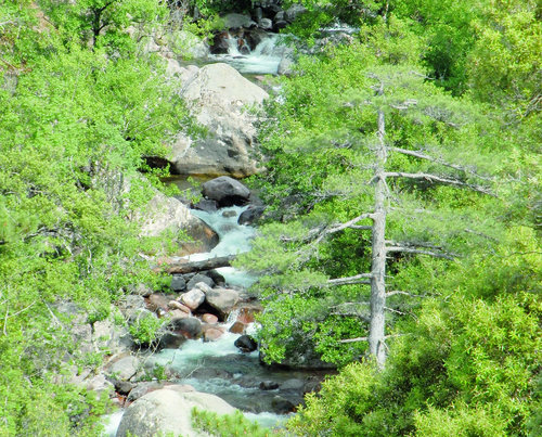 La forêt de Bonifato sur la commune de Calenzana