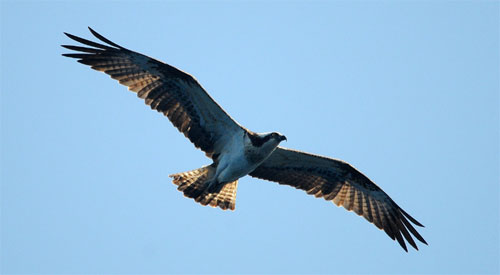 Aigle pêcheur ou Balbuzard dans la réserve naturelle de Scandola